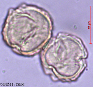 ISEM 1/Rubus_bogotensis_29452/Rubus_bogotensis_29452_0001(copy)_thumb.jpg